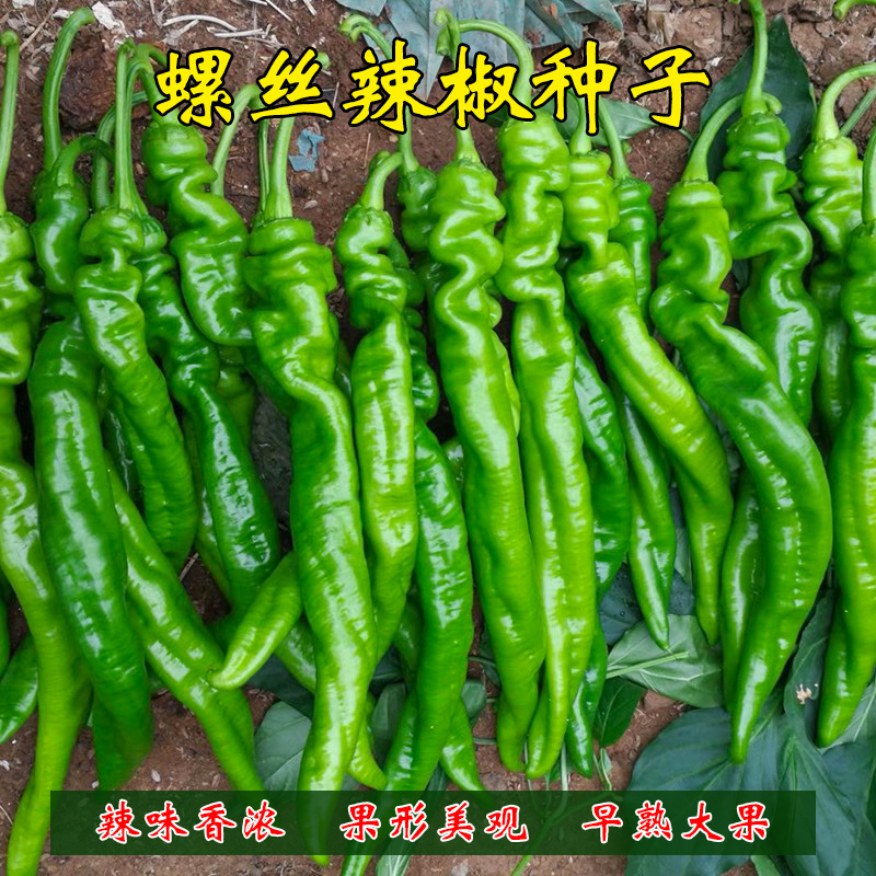 螺丝椒种籽春季秋季高产大果青辣椒种子香辣阳台盆栽农家蔬菜种孑