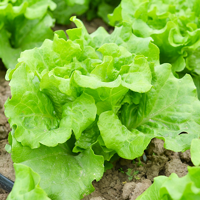 生菜种子玻璃生菜 结球生菜大速生菜辛普森精英生吃沙拉