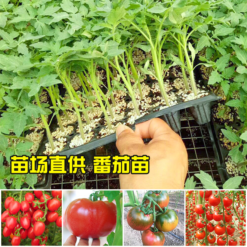 【各种番茄苗】寿光苗场直发西红柿秧苗沙瓤口感番茄水果柿子春季