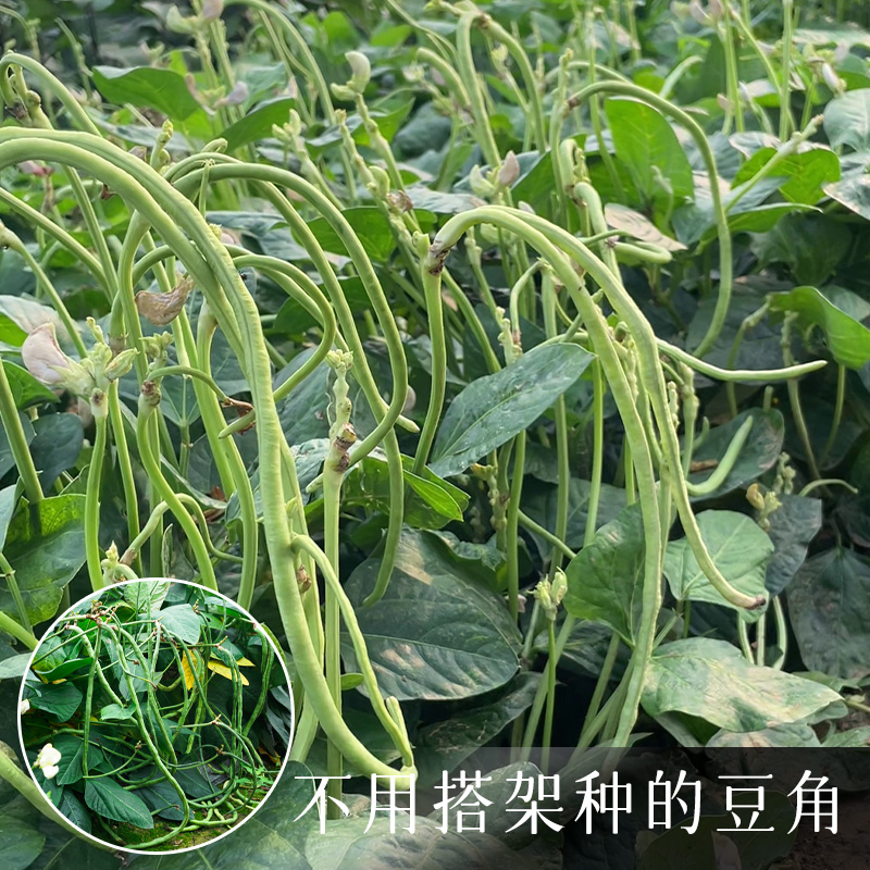 美农汇无架豆角种子不用搭架种的豆角盆栽菜园春季夏季蔬菜种子