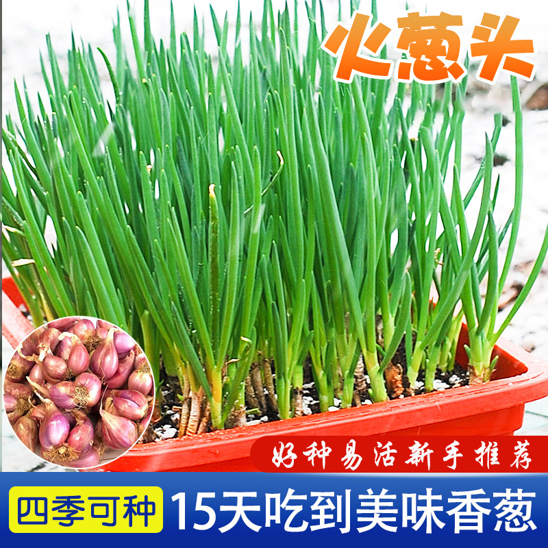 四季火葱头种小香葱头葱根种植阳台盆栽易种植多年生蔬菜红葱种球