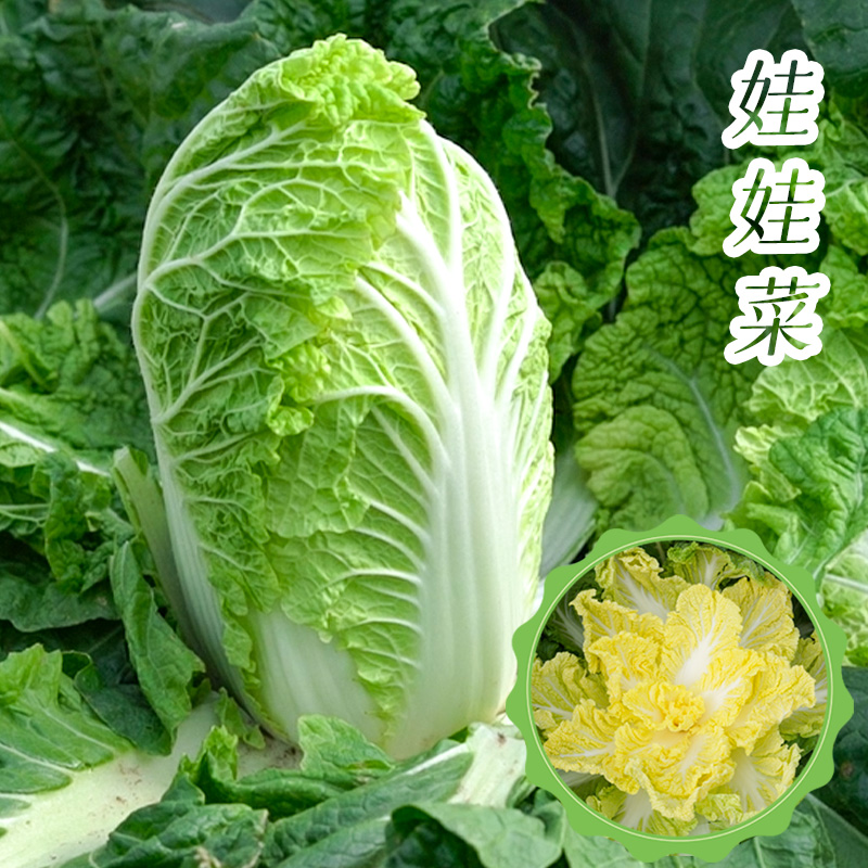 娃娃菜种子大田庭院蔬菜籽孑四季菜籽