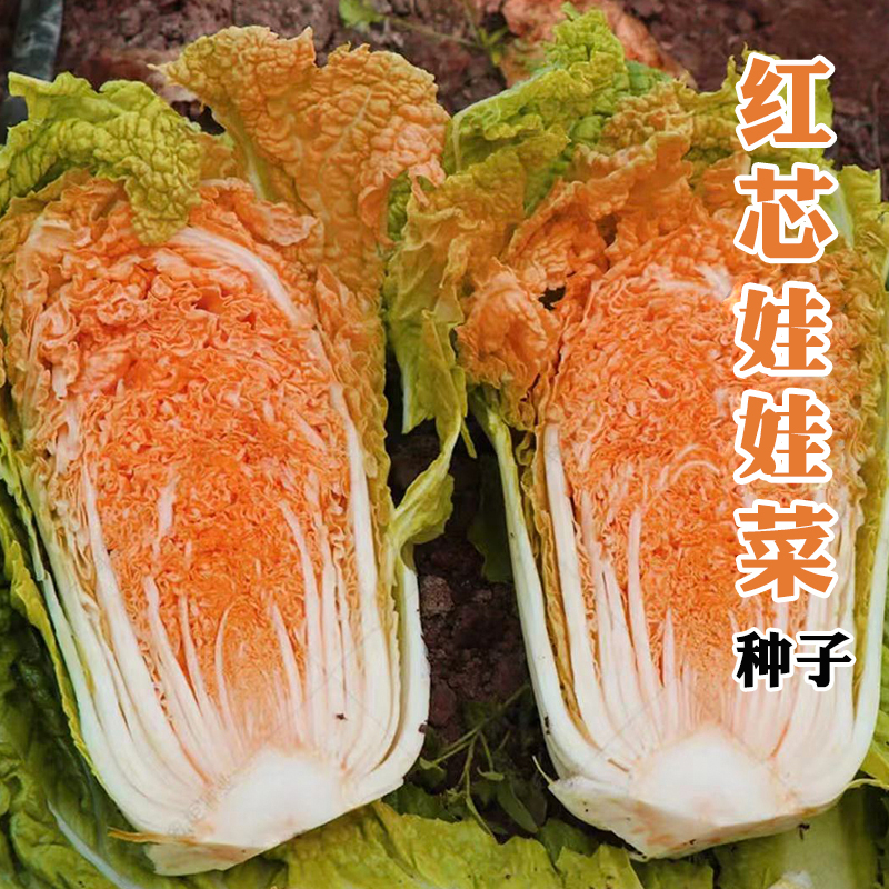 红心娃娃菜种子秋播红芯娃娃菜种籽高产蔬菜孑
