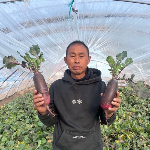 圆圆家新鲜冰激凌萝卜水果萝卜脆甜萝卜5-9斤装包邮