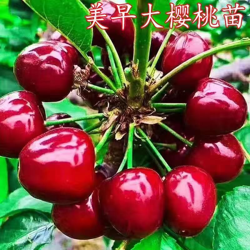 美早大樱桃苗俄罗斯八号嫁接车厘子树苗自花授粉南北方种植黑珍珠