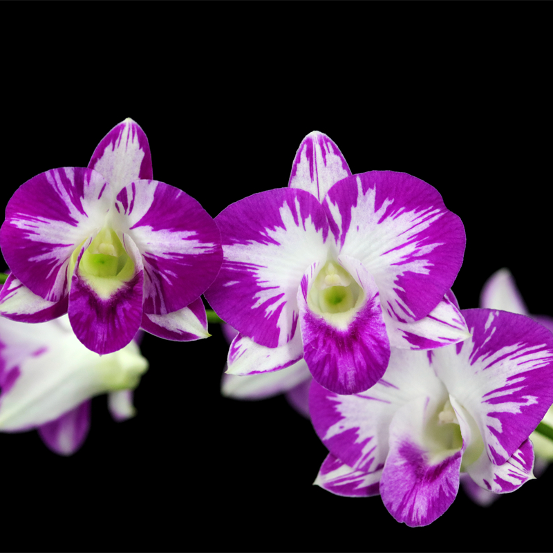 缤纷雅韵堂壮苗Den.Burana Pearl 祥育天使网红大花泼墨石斛