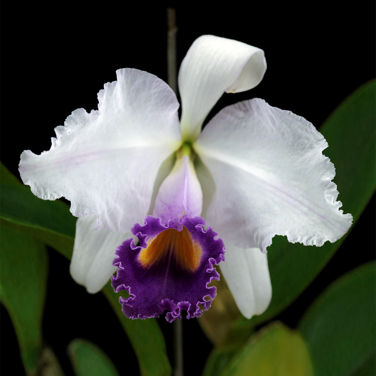 缤纷雅韵堂C. trianaei fma.coerulea蓝月亮特利原种卡特兰花洋兰