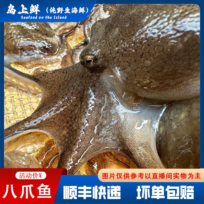 【短腿-小八爪鱼】放干冰冷冻发货/各别有沙不影响食用/介意慎拍、