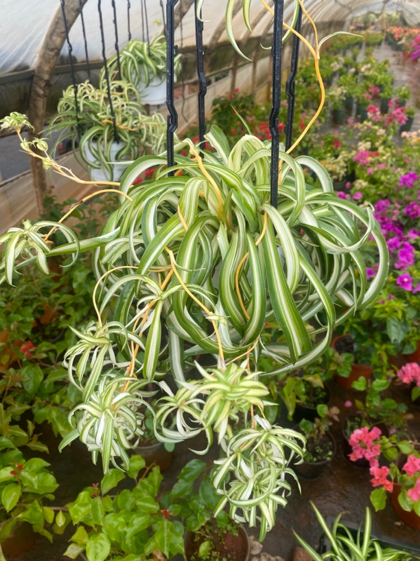 卷心吊兰一 吊兰拍1发2