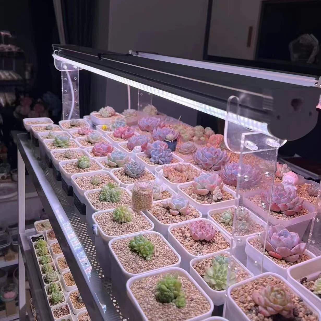 补光灯香草整群山东精品多肉