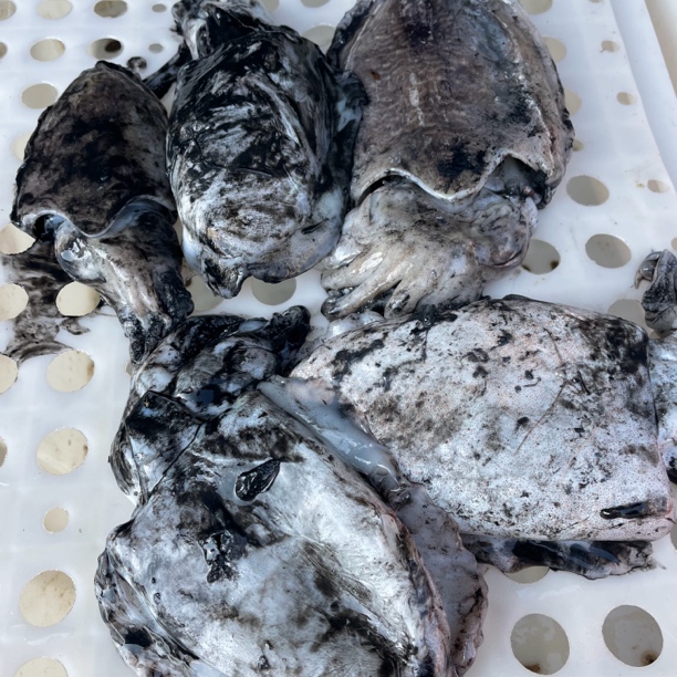 墨鱼 目鱼 本港墨鱼  五斤装    顺丰包邮到家