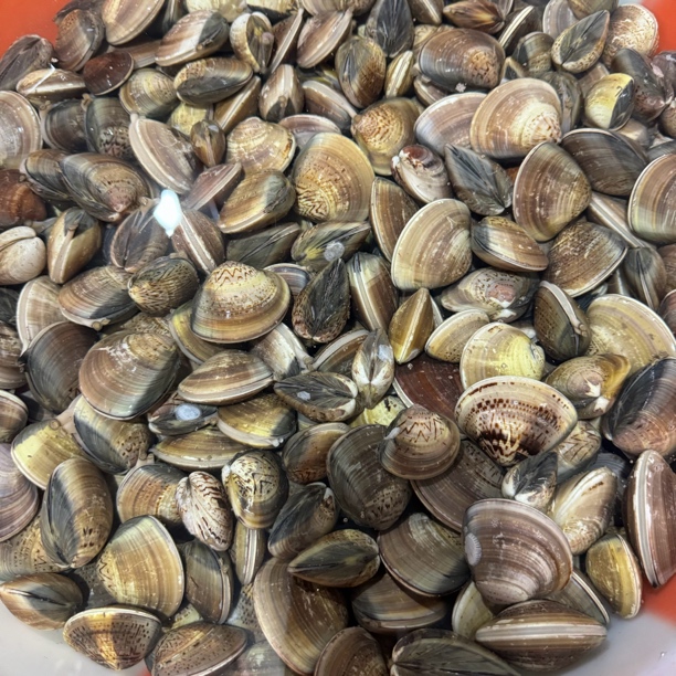 如东本港白蛤文蛤 海水吐沙 源头鲜发 顺丰包邮