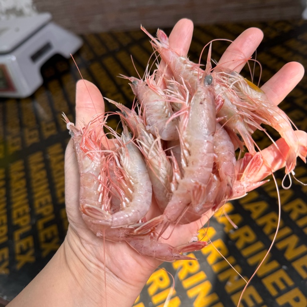 受伤虾 残虾都在这里 剥虾仁 做虾滑 