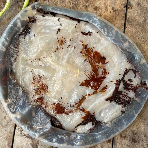 本港海蜇皮  2025年八月新货  顺丰包邮