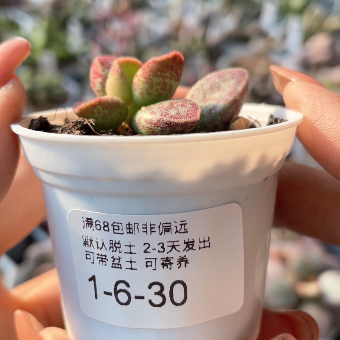 【闪购商品】雨*      艾薇