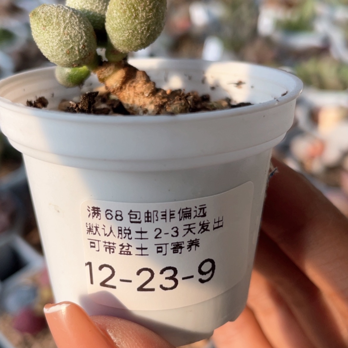 【闪购商品】           银之卵