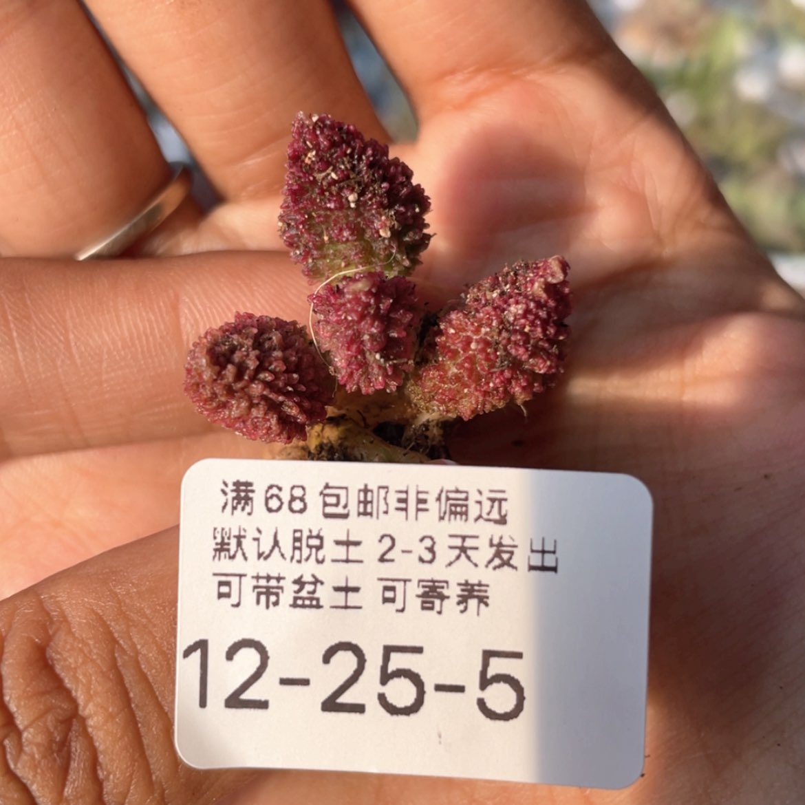 【闪购商品】     朱紫玉