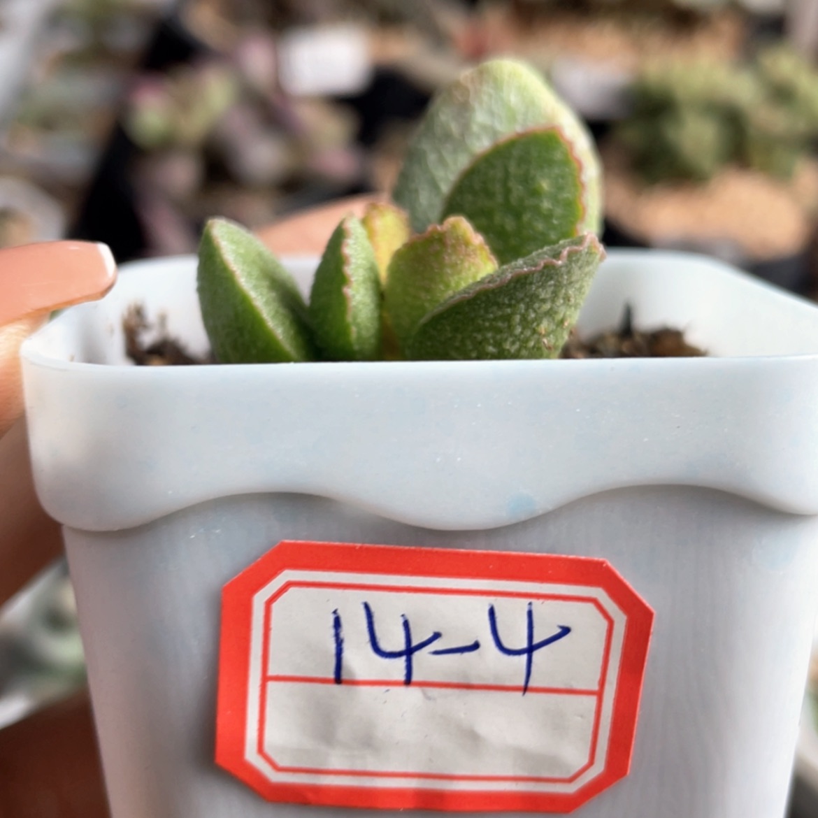 【闪购商品】       爱丽丝