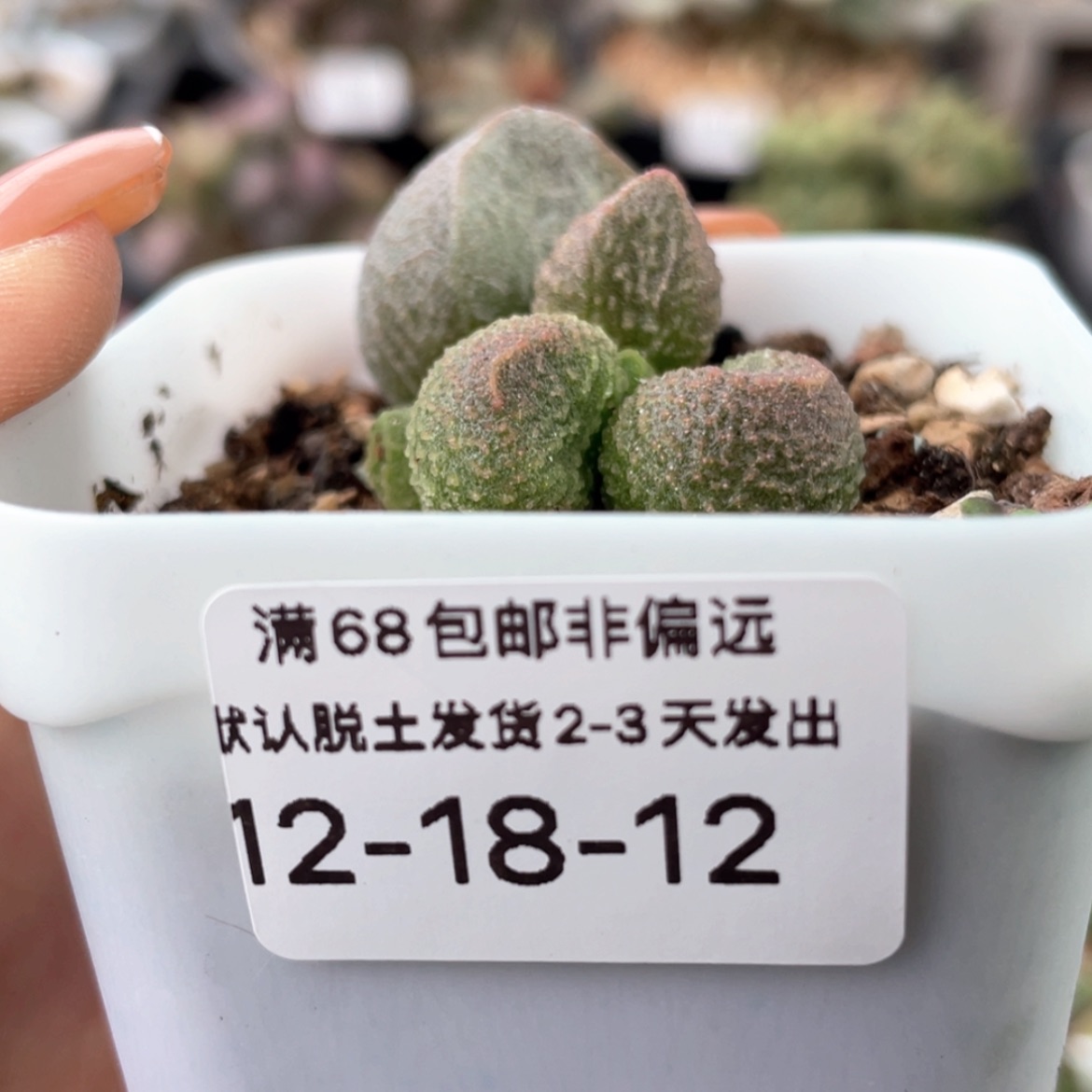 【闪购商品】就*     水蜜桃