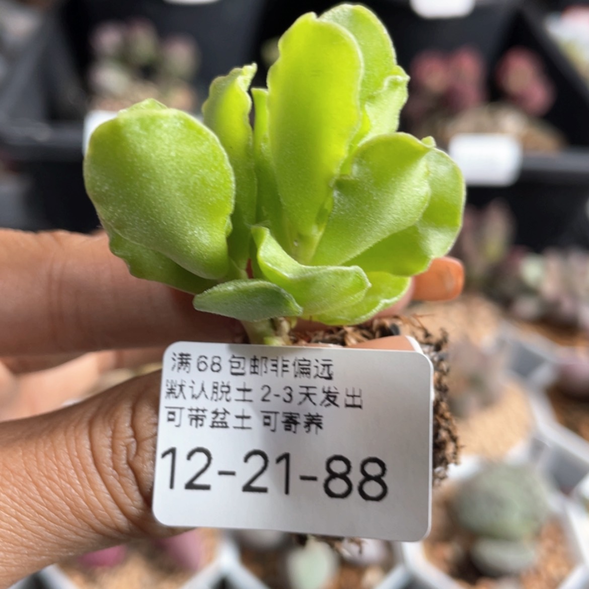 【闪购商品】       翡翠