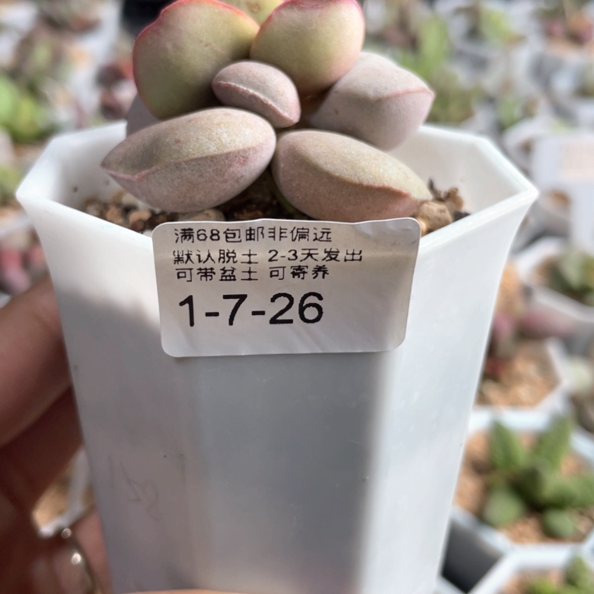 【闪购商品】十*呀红蛋。