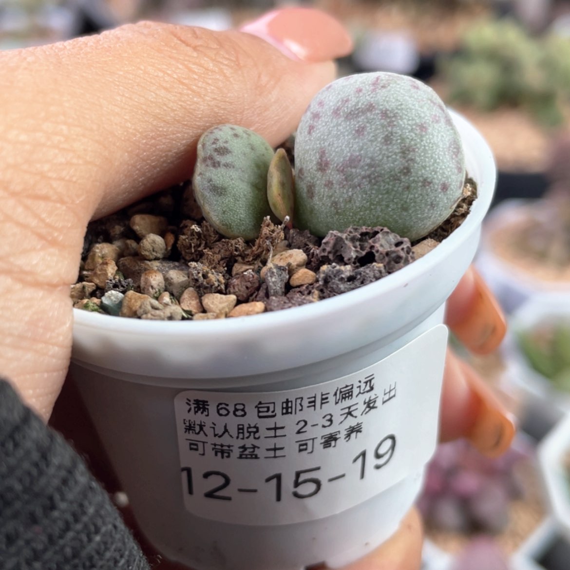 【闪购商品】     花旦