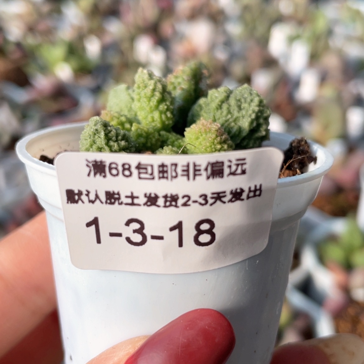 【闪购商品】康***?翠绿石母叶伤。