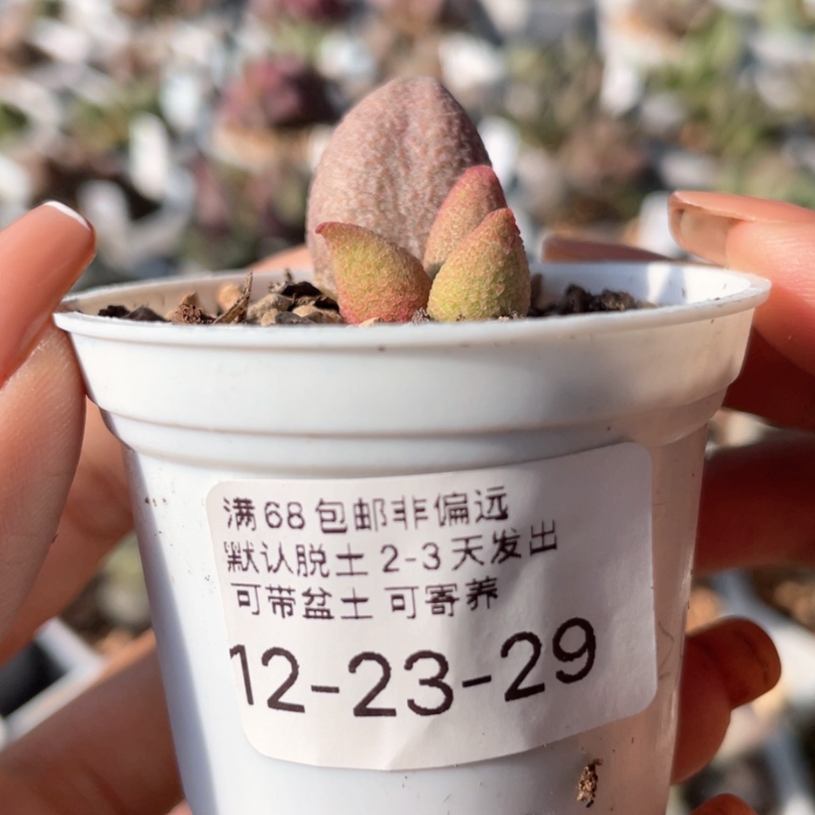 【闪购商品】萌****儿     腹部