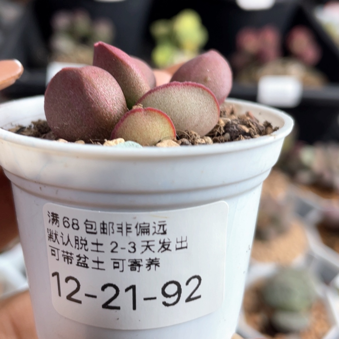 【闪购商品】    红蛋