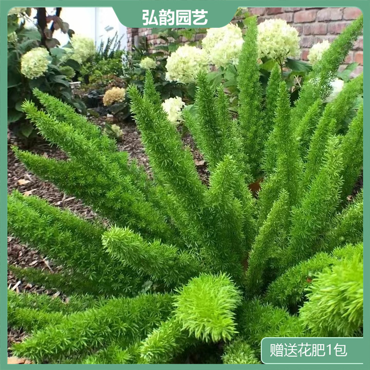 【狐尾天东】原盆盆栽庭院花园植物四季高档季节净化空养护绿色观叶