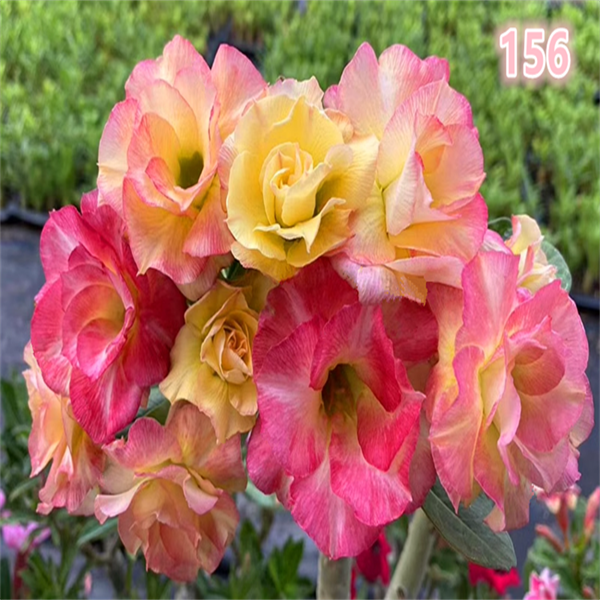 腾泓沙漠玫瑰 156梦幻 重瓣沙漠玫瑰变色系大花爆花款带淡香新品