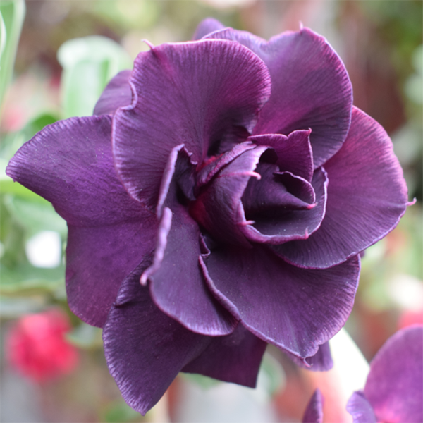 腾泓沙漠玫瑰 C31暗夜天使 重瓣沙漠玫瑰深色系紫黑经典爆花款