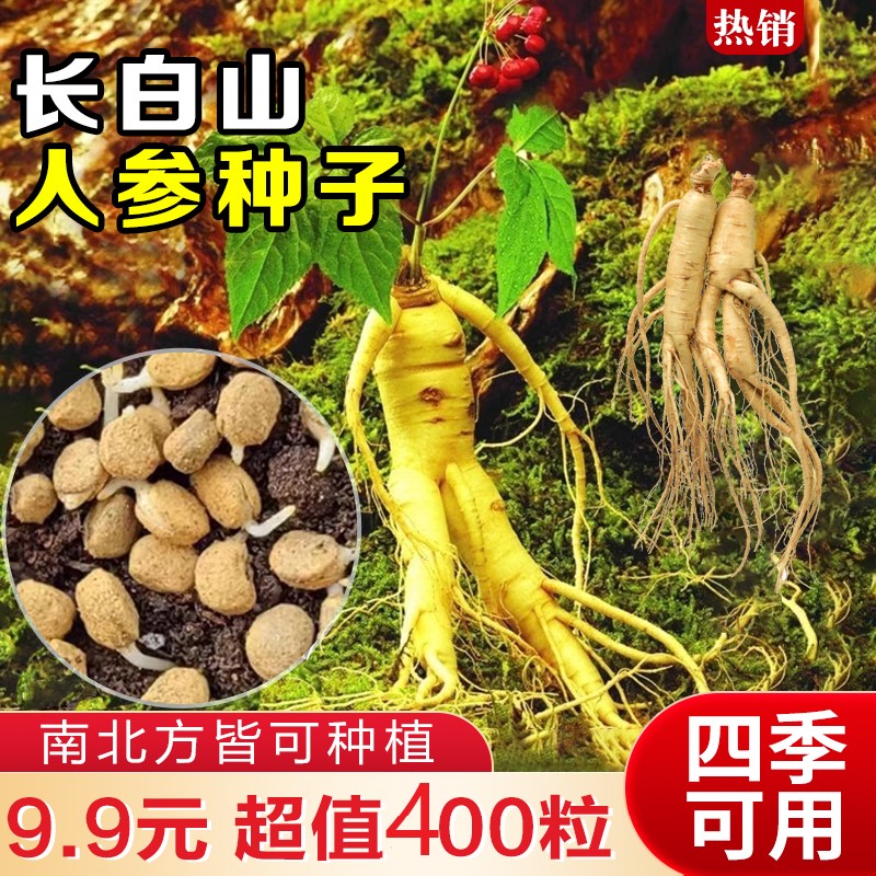 抢！【9.9元400粒】人参种子长白山爆款 人工种植阳台小院盆栽地栽