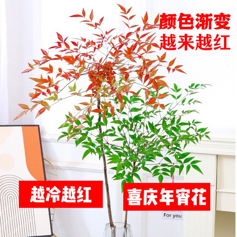 【9.9元2颗，拍2单发6颗】红叶南天竹水培土培年宵花观叶植物