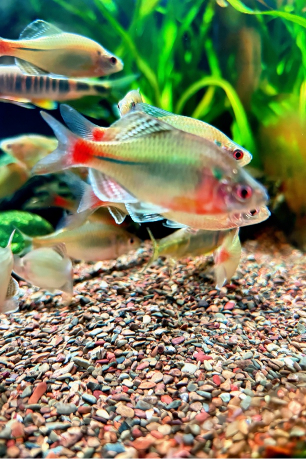 观赏鱼新安青鳞鰟皮