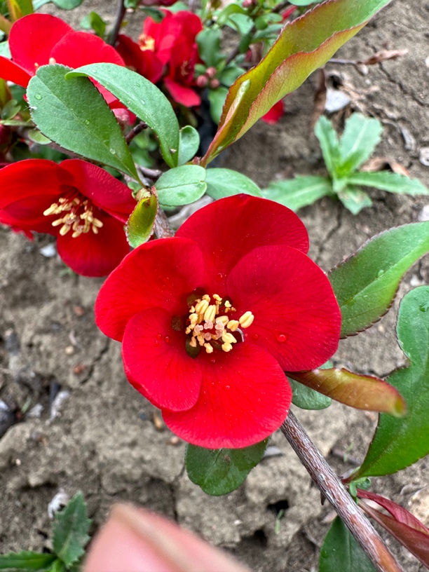 原生榠栌海棠一年筷子苗