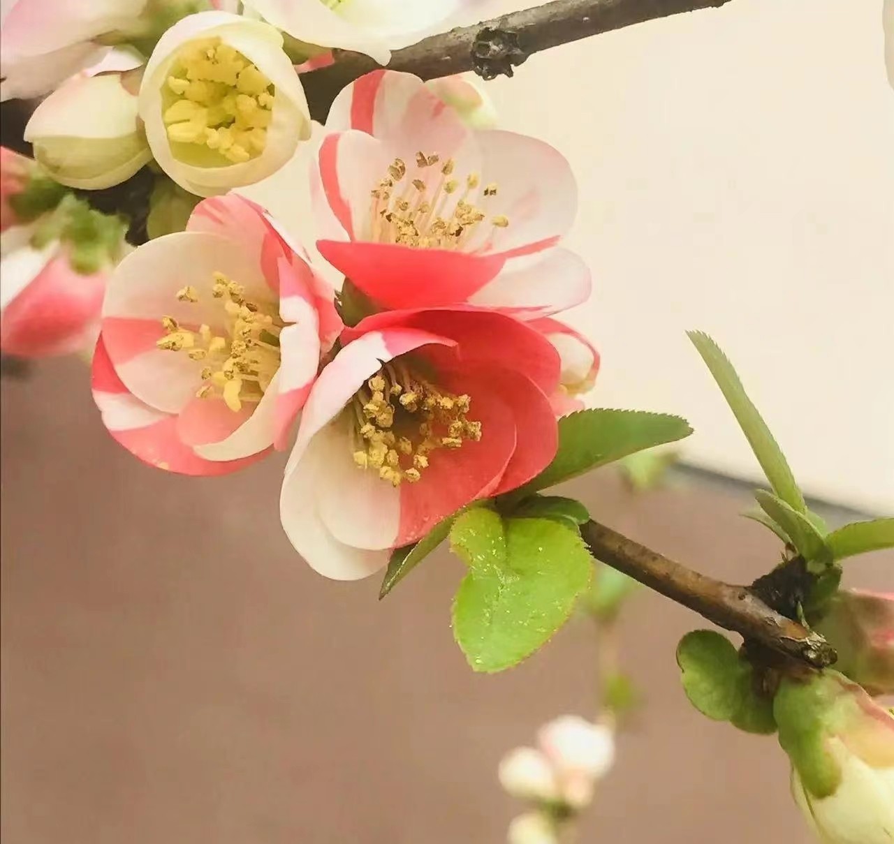 原生东洋锦海棠二年苗