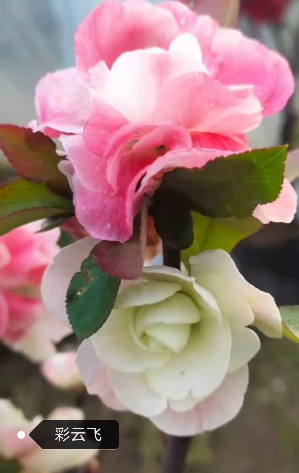 【原生彩云飞两年苗】原生海棠盆景粉白渐变色海棠当年开花