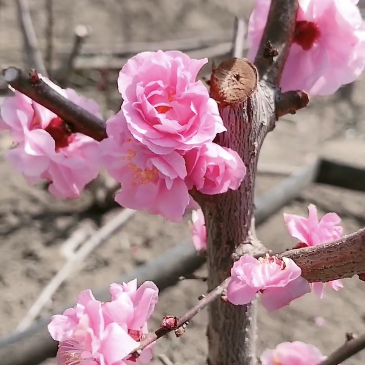 【丰后梅花】  原生扦插梅花