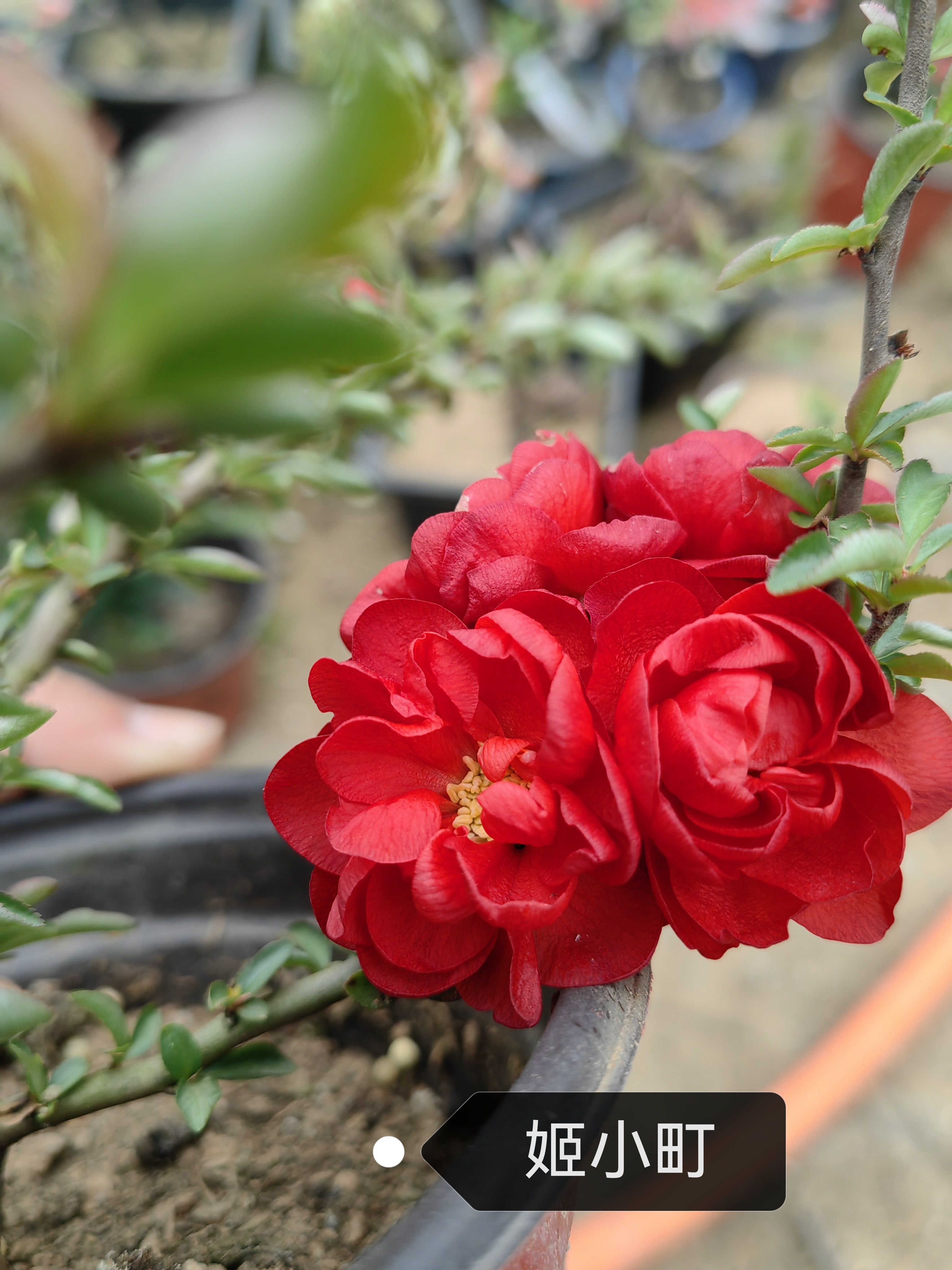 【原生海棠姬小丁三年桩】 勤花爆花品种当年开花海棠盆景花卉