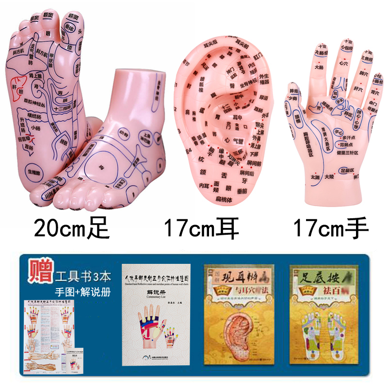 刻字高清手部足部耳部反射区足底点穴练习按摩推拿手足耳模型