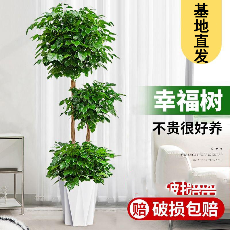  老桩三层幸福树盆栽绿植大型盆景室内净化空气好养易活绿宝植物