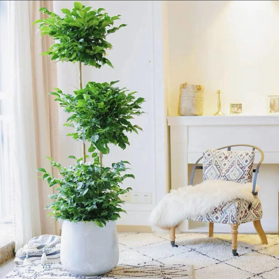  老桩三层幸福树盆栽绿植大型盆景室内净化空气好养易活绿宝植物
