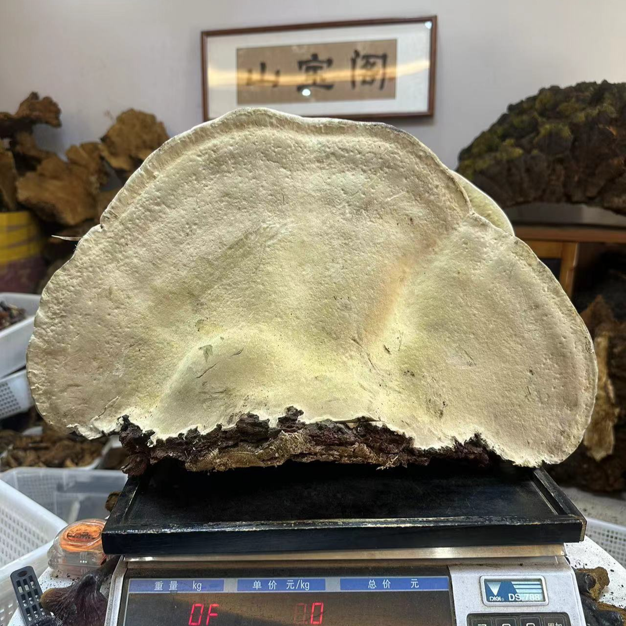 【深山木灵芝】整个直播间定制