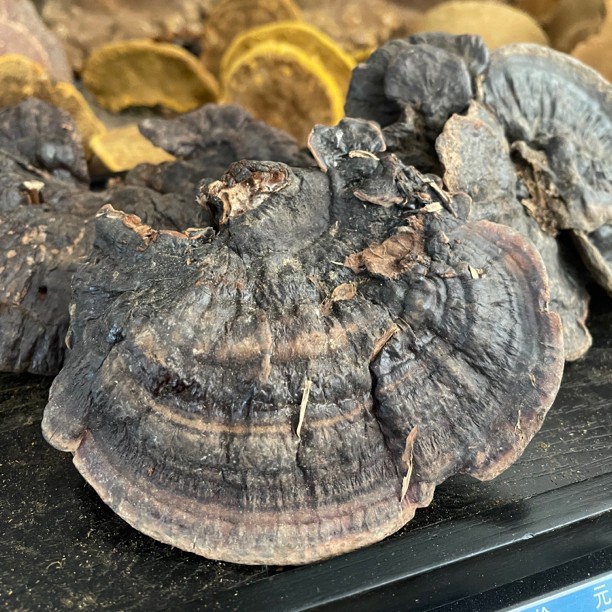 【紫灵芝黑灵芝】深山菌浓不苦