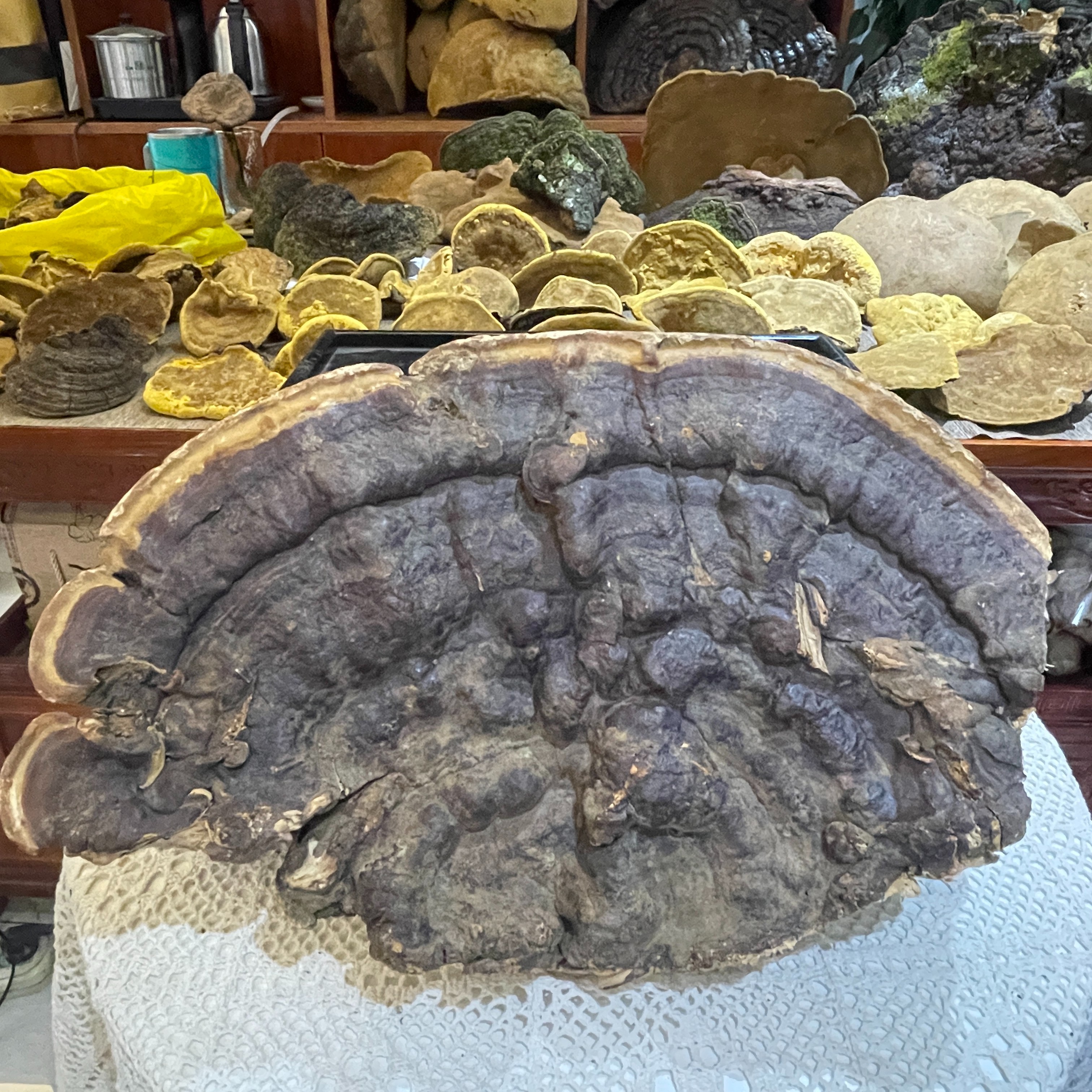 云南无柄赤灵芝整朵灵芝