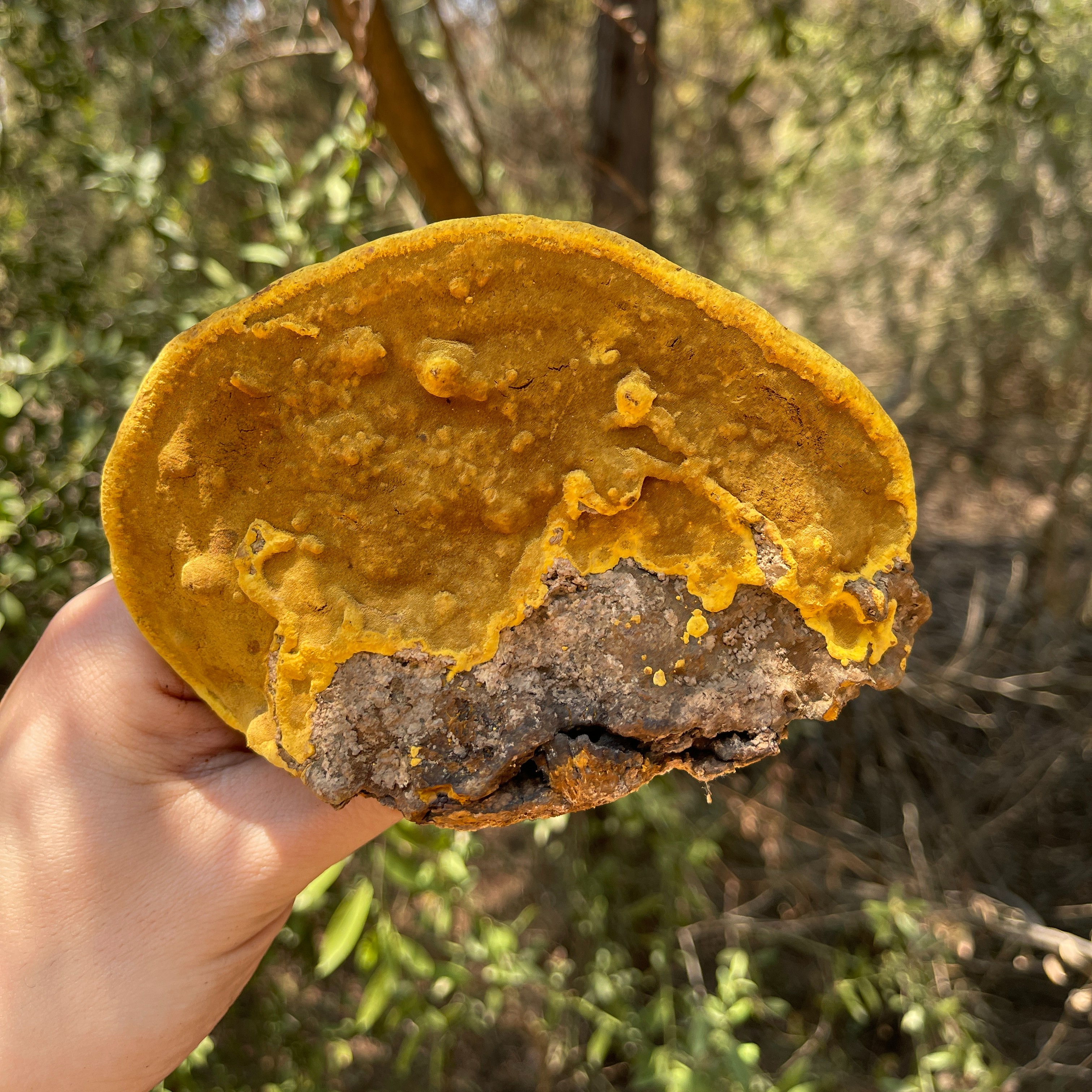 【西藏桑树桑黄灵芝】正宗西藏墨脱桑树桑黄甄选干货1