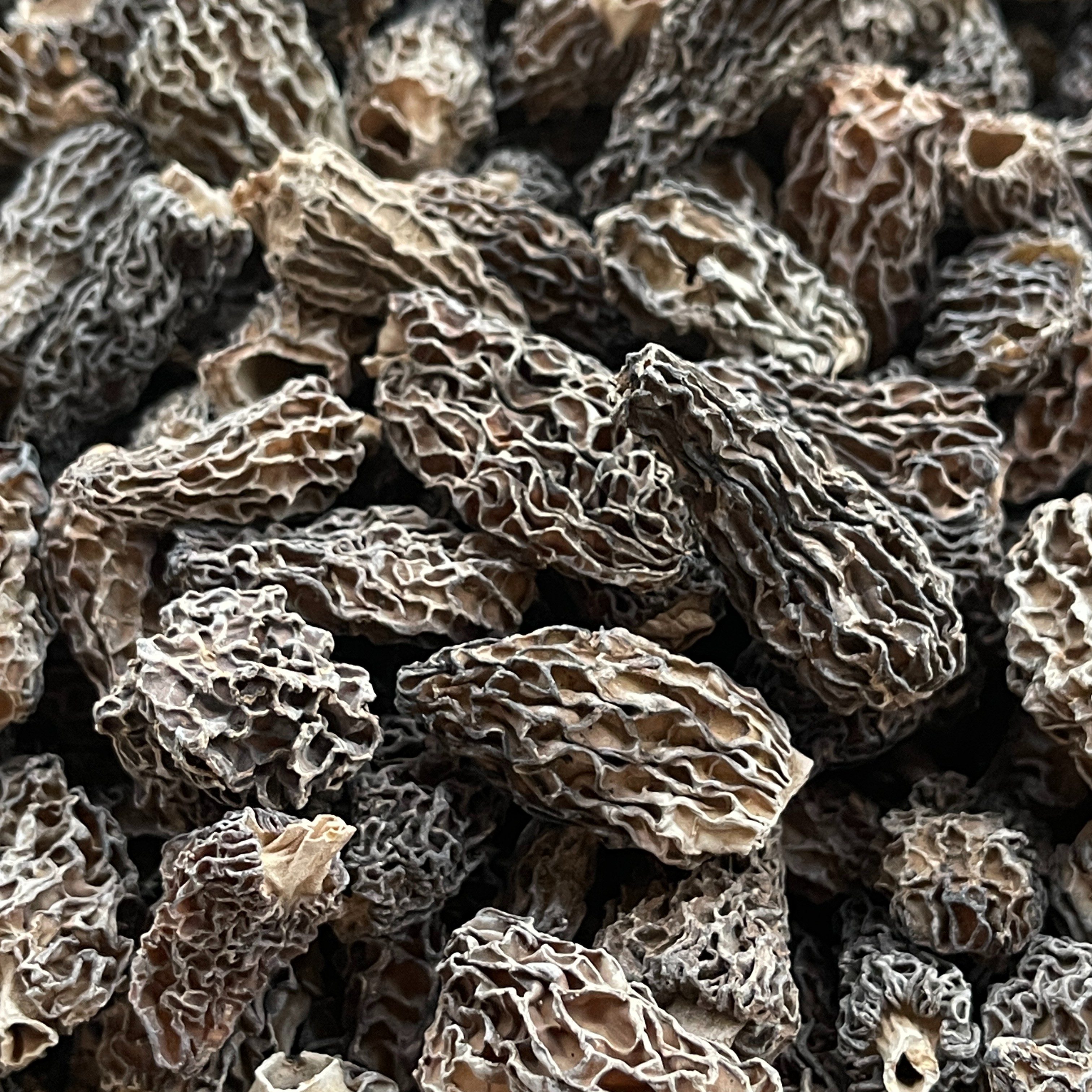 【西藏羊肚菌】 挑选货参 肉厚