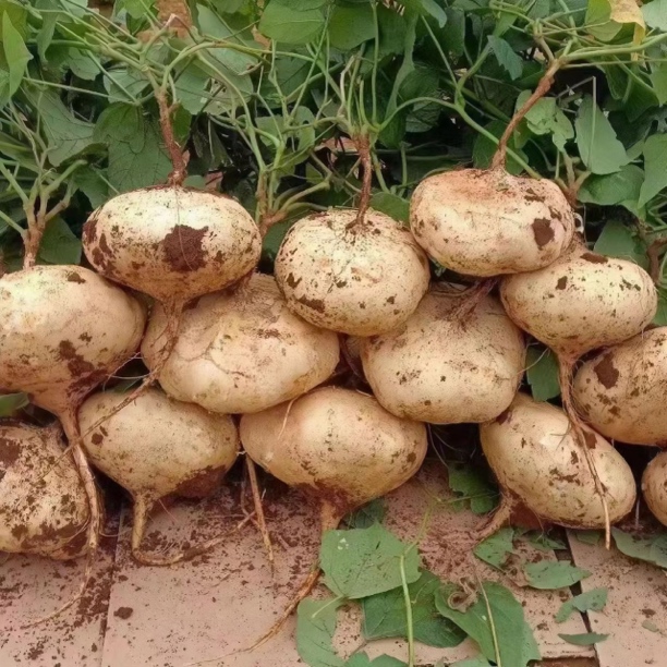 《沙土地瓜》凉薯现挖白地瓜豆薯脆甜沙葛农家种植土瓜