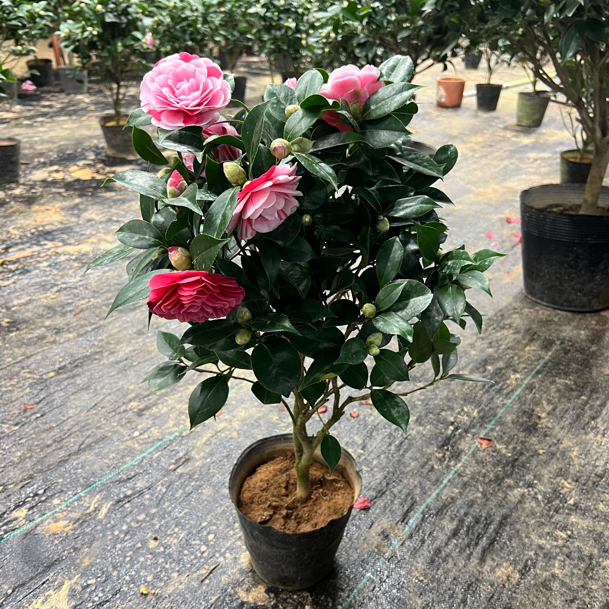 多色茶花【五色多色赤丹】开花一树多色室外室外庭院简单好养